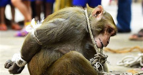 The abusive clips show terrified monkeys dressed in nappies and baby clothes while. . Monkey beaten to death